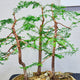 Close-up of a young Bonsai Bald Cypress with delicate branching and exposed roots.