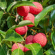 Cluster of ripe red lychees with textured skin among glossy green leaves.