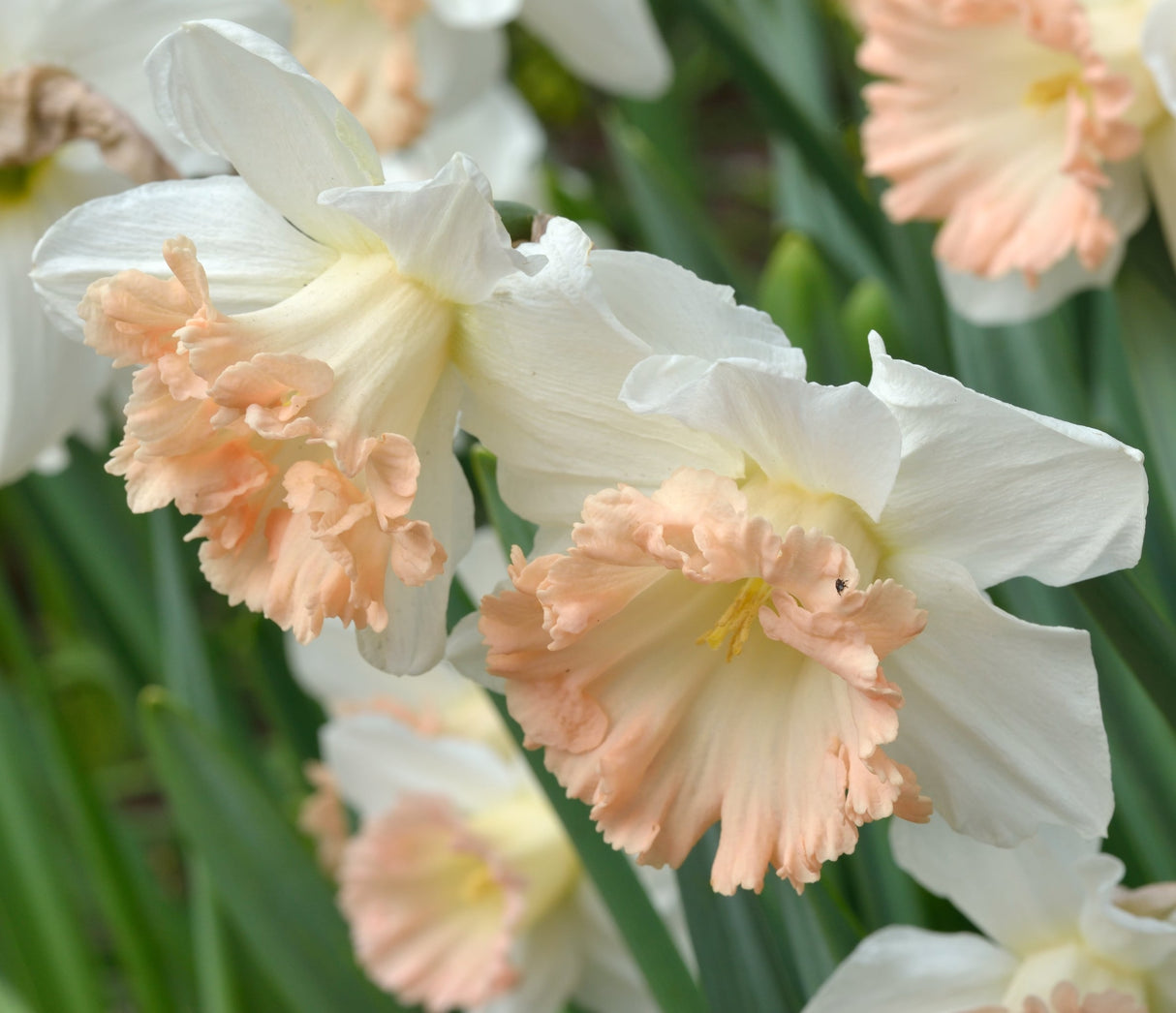 Close-up of British Gamble daffodils featuring large, creamy white petals with soft, ruffled pink-peach centers. These delicate blooms showcase the daffodil’s signature trumpet shape, creating a stunning contrast against the lush green foliage in a spring garden setting.