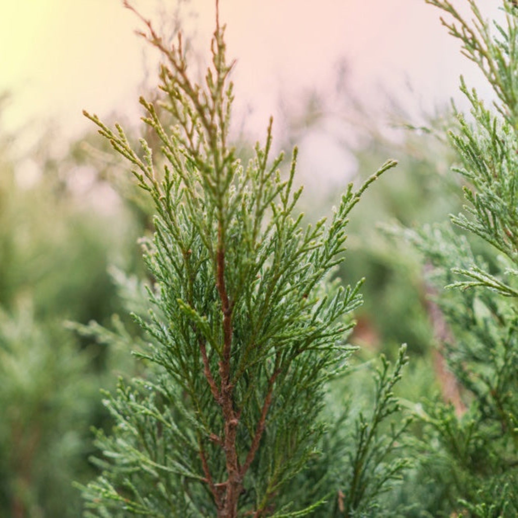 Nationwide Plants Brodie Eastern Red Cedar - Thumbnail 2