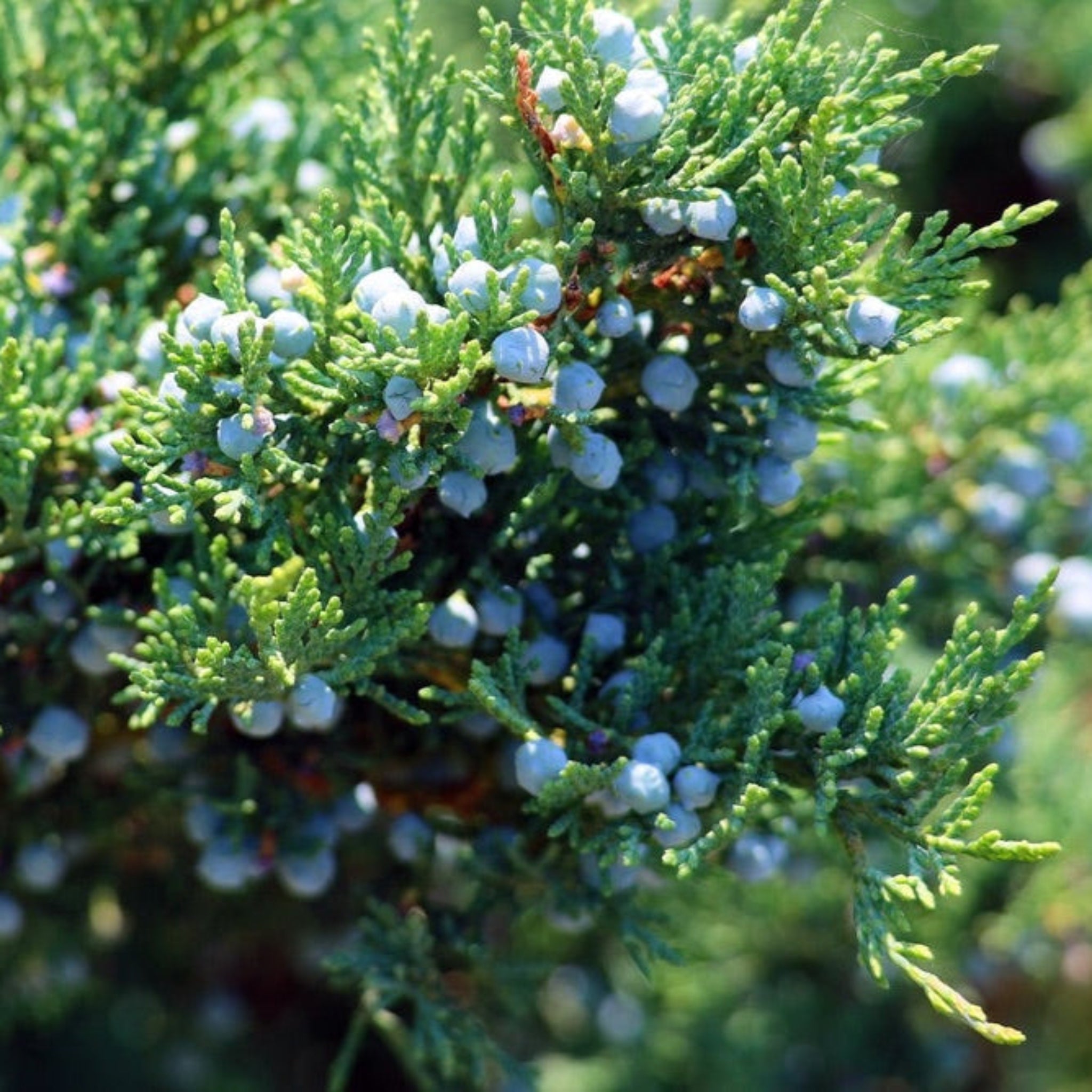 Nationwide Plants Brodie Eastern Red Cedar