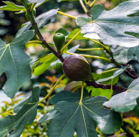 A Brown Turkey fig tree branch with large, lobed green leaves and several ripening figs. The figs are in various stages of growth, with one prominent fig showing a rich brown-purple color, ready for harvest. The lush foliage and healthy fruit highlight the productivity of this popular fig variety.