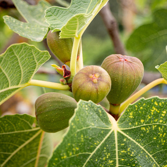 Turkey Small Tree Brown Turkey Fig Tree β Sweet Figs, Easy to Grow, Hardy