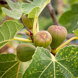 Close-up of a Brown Turkey fig tree branch with clusters of ripening figs surrounded by large, textured green leaves. The figs are plump with a brownish-green hue, showing the characteristic appearance of this variety as they approach maturity. The detailed foliage and developing fruit highlight the natural beauty and productivity of the Brown Turkey fig tree.