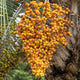 Orange Fruit of the Pindo Palm Tree
