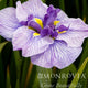 Extreme close up of a Butterflies In Flight Japanese Iris bloom.