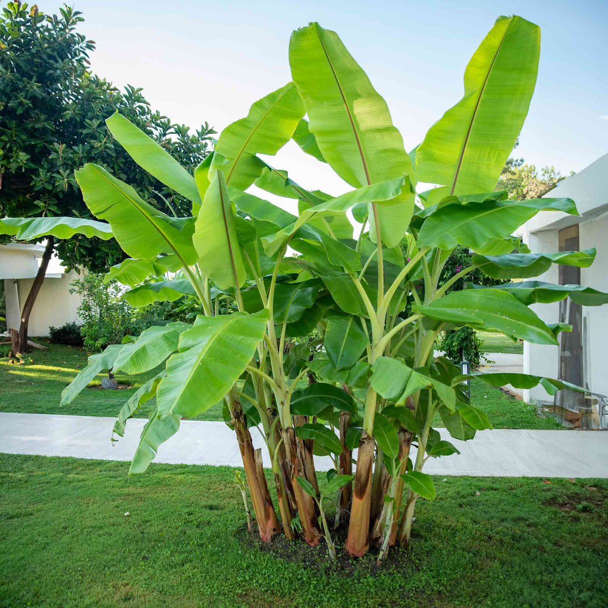 Outdoor cluster of banana plants with large green leaves growing on a manicured lawn near a walkway.