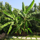 Cluster of cold-hardy banana plants with large green leaves in a sunny garden setting.