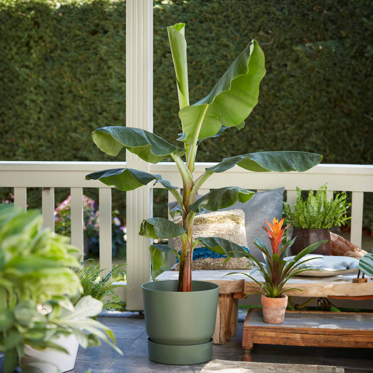 Potted banana plant with large green leaves on a patio, surrounded by other plants and decor.