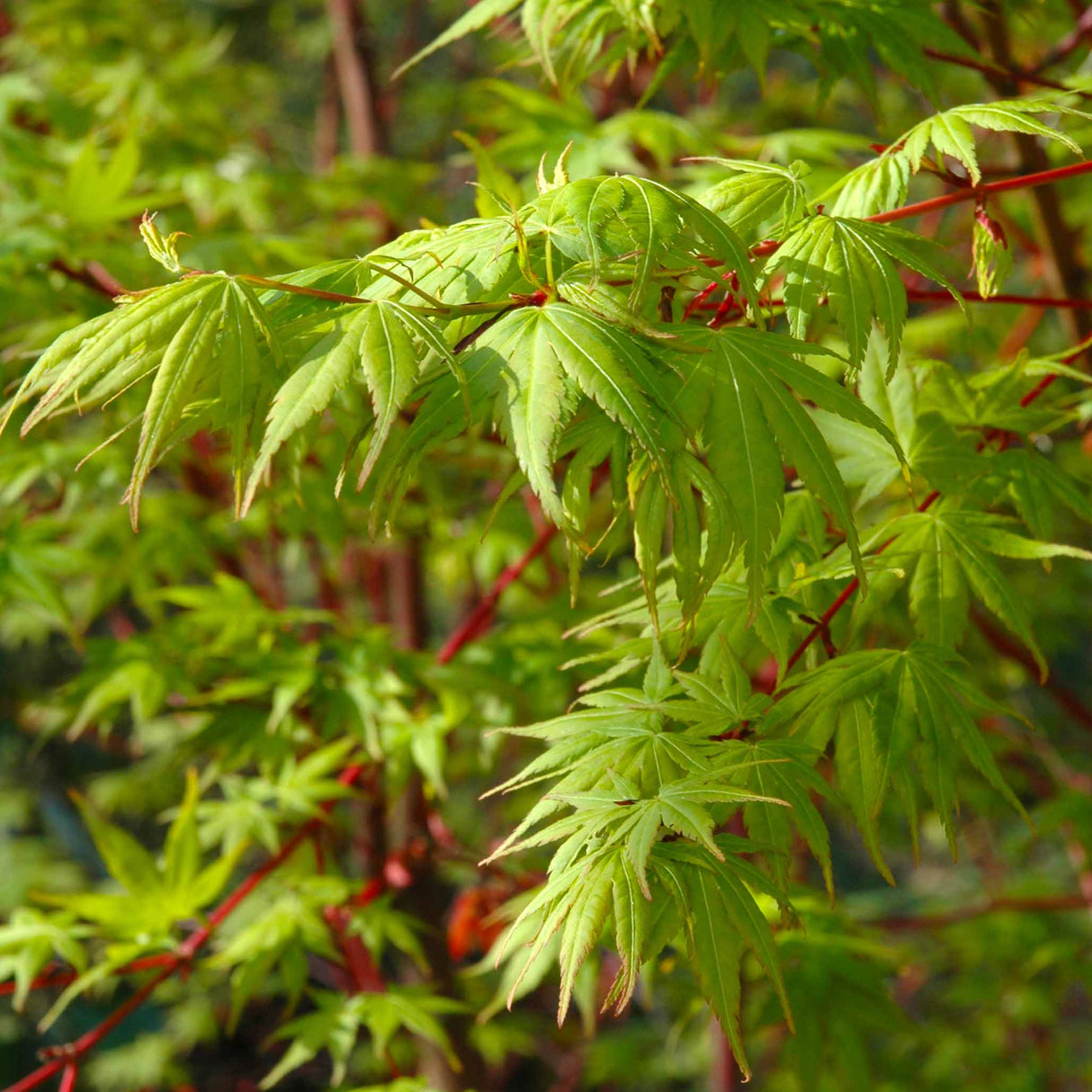 Close-up of the vibrant green, delicate leaves of a Coral Bark Japanese Maple, set against striking red branches. The thin, deeply lobed leaves showcase their unique structure, with the coral-red bark adding a beautiful contrast, typical of this maple variety. The foliage and branches create a visually appealing combination of green and red tones.