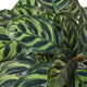 Close-up of Calathea 'Makoyana'  Foliage showing its green leaves with dark feather-like patterns.