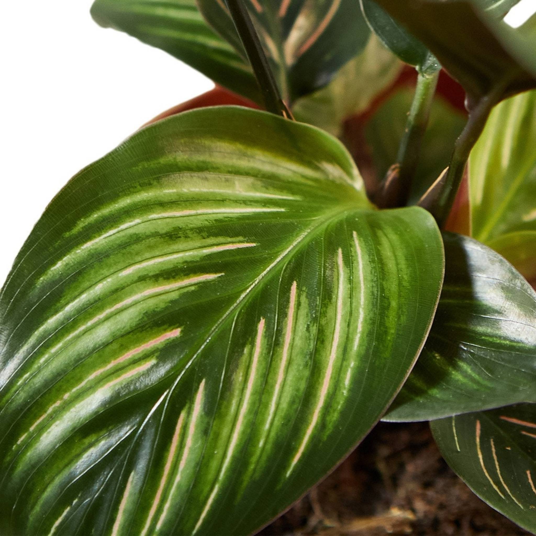 Nationwide Plants Calathea Beauty Star - Thumbnail 3