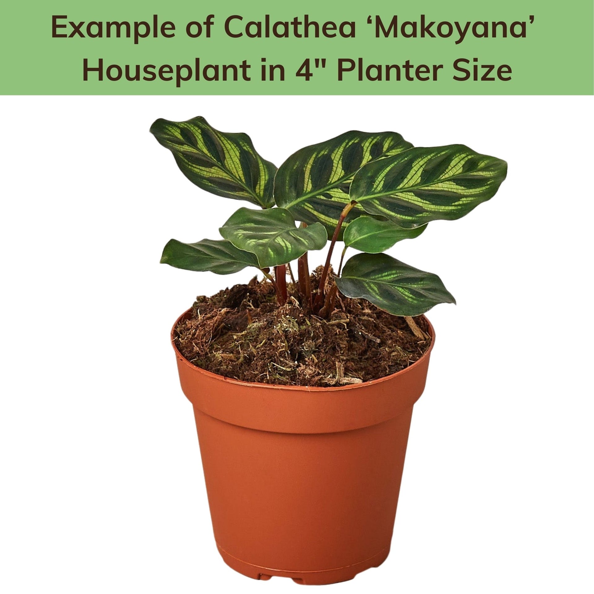Calathea Makoyana – Peacock Plant