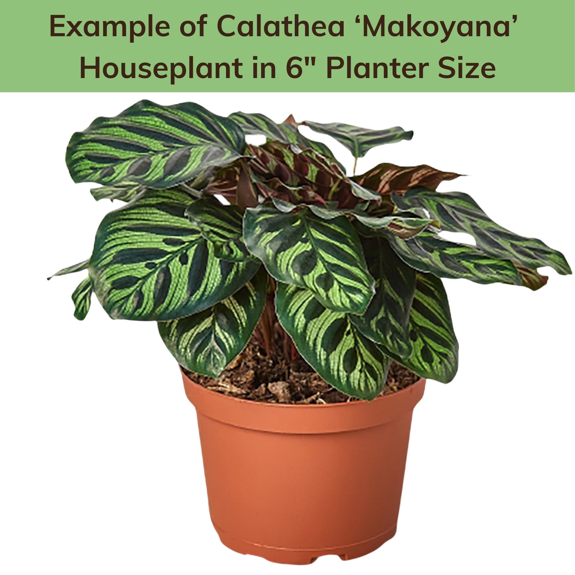 Calathea 'Makoyana'