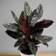 Calathea Ornata in a white pot, featuring dark green leaves with pink stripes and burgundy undersides