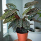 Calathea Ornata in a nursery planter, with striped green leaves and a mix of burgundy and green stems.