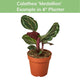 Calathea 'Medallion' in a 4-inch terracotta plastic pot, highlighting compact growth and variegated leaves.