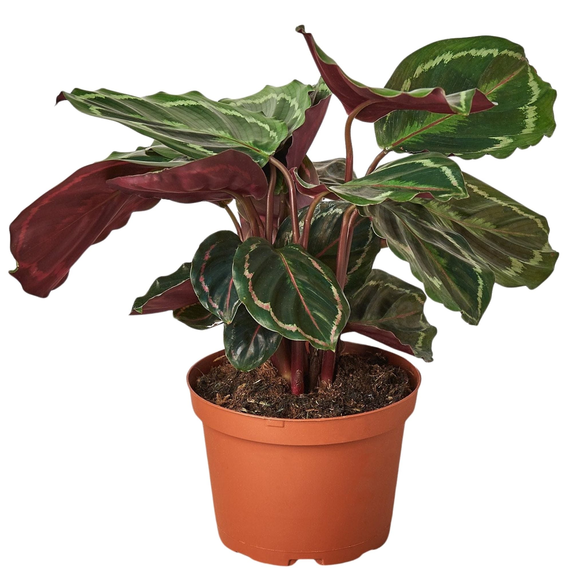 Nationwide Plants Calathea Roseopicta Medallion - Thumbnail 3