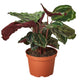 Calathea 'Medallion' in a 6-inch plastic nursery pot, showing both green and deep purple foliage.