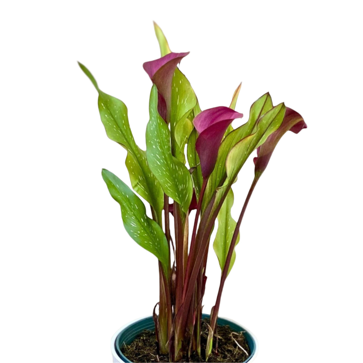 Calla Lily Houseplant with purple bracts in white planter on white background