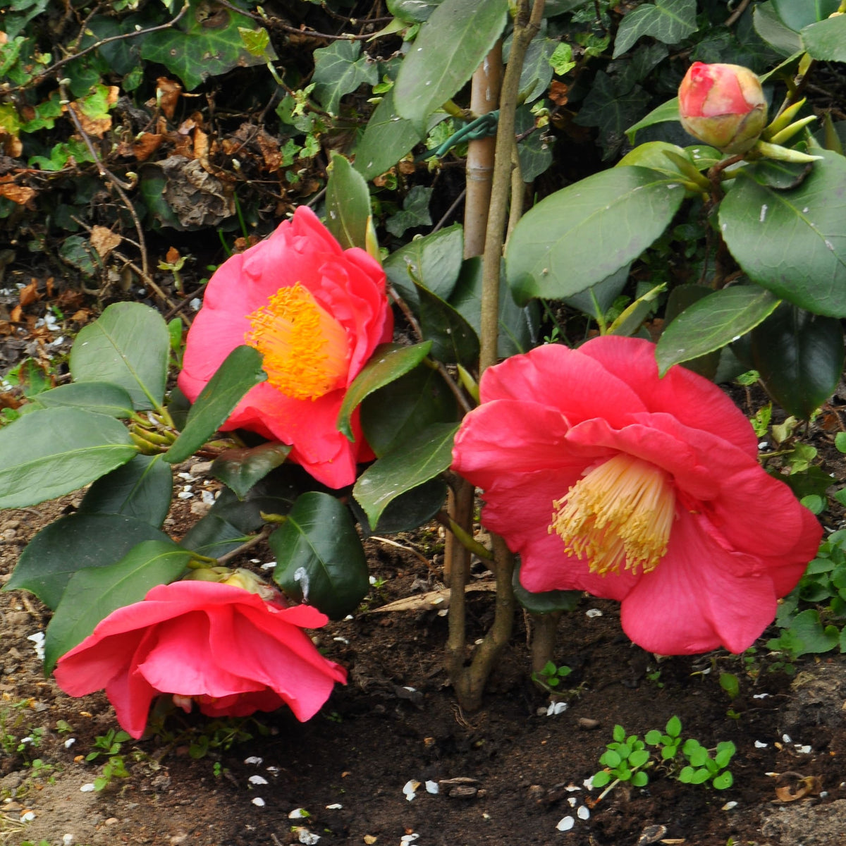 R.L. Wheeler Camellia shrub with multiple large pink flowers, glossy green leaves, and a flower bud.