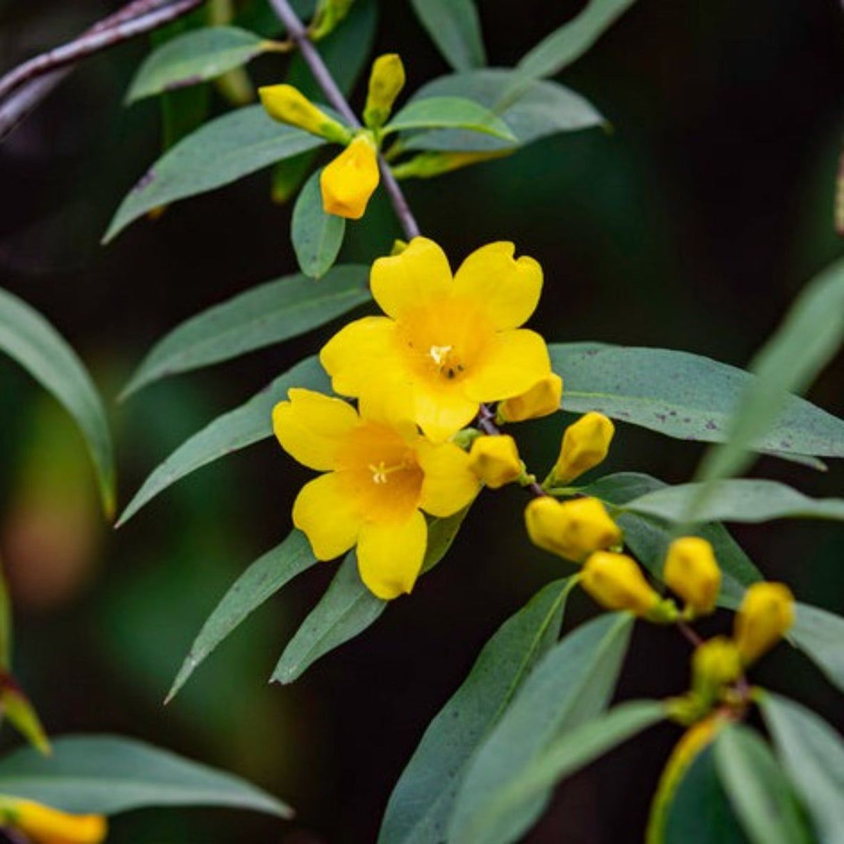 Carolina jasmine plant with bright yellow flowers and narrow green leaves.