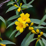 Carolina jasmine plant with bright yellow flowers and narrow green leaves.