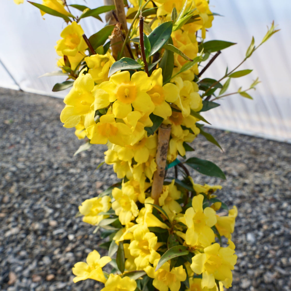 You Want Carolina Jasmine Vines Grown by Experts