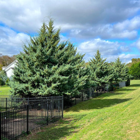 Carolina sapphire arizona cypress trees growing along a black fence at the back of a residential property.