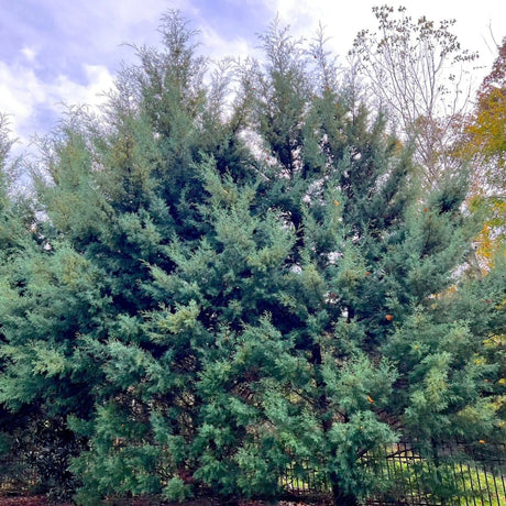 Carolina sapphire Cypress Trees, two mature trees growing together at the corner of a fenced in property