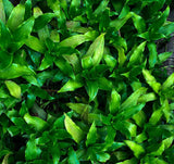 Close-up of lush foliage from the Cast Iron Plant 'Tiny Tank' variety, featuring compact, glossy green leaves with a dense, layered appearance. The leaves display water droplets, adding freshness to the scene, and vary slightly in shades of green, highlighting the plant's resilience and low-maintenance appeal.