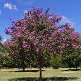 Large Catawba crape myrtle tree trained to grow with a single trunk and a rounded canopy densely covered in vibrant purple flowers, standing in a grassy park under a clear blue sky.