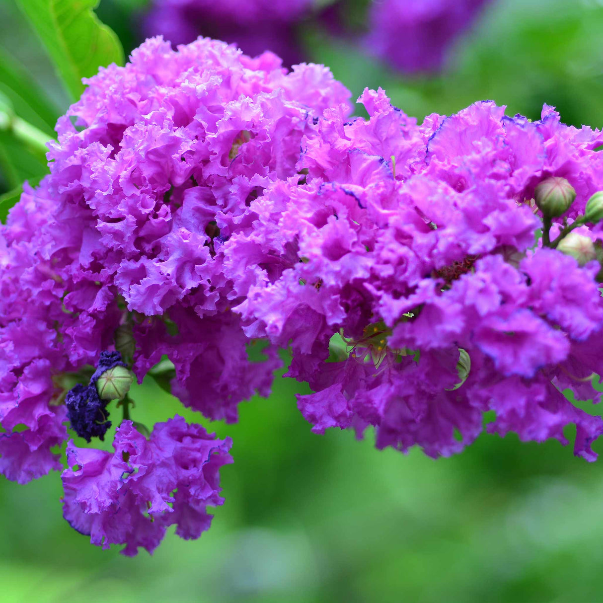 Close-up of vibrant purple Catawba crape myrtle flowers with ruffled petals, set against a soft green background.