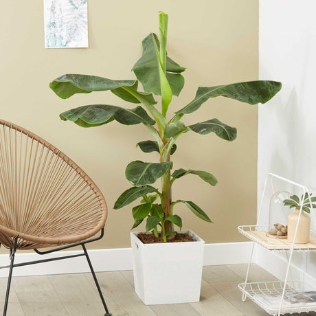 A Dwarf Cavendish Banana houseplant in a modern indoor setting, with large, broad green leaves and a sturdy stem growing from a white square planter. The plant’s tropical foliage adds a lush, natural touch to the minimalist room, which features a light wood floor, a beige wall, and decor elements like a wicker chair and a small side shelf with accessories. The Dwarf Cavendish Banana's vibrant green leaves bring a lively, tropical vibe to the space.