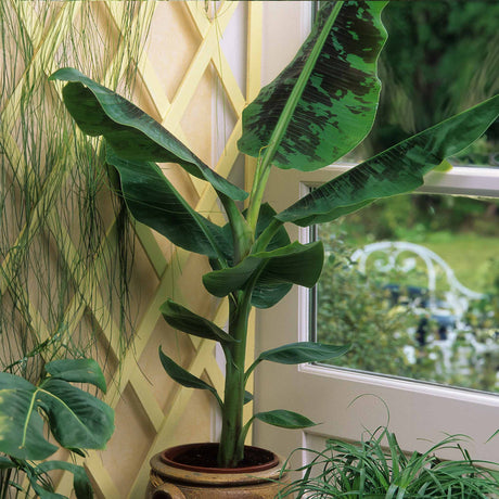 An indoor Dwarf Cavendish Banana plant in a decorative pot, placed by a sunny window. The plant features large, lush green leaves with distinct dark markings, adding a tropical feel to the room. The setting is styled with other plants and trellis decor on the wall, creating a cozy, natural ambiance that highlights the banana plant's broad, vibrant leaves.