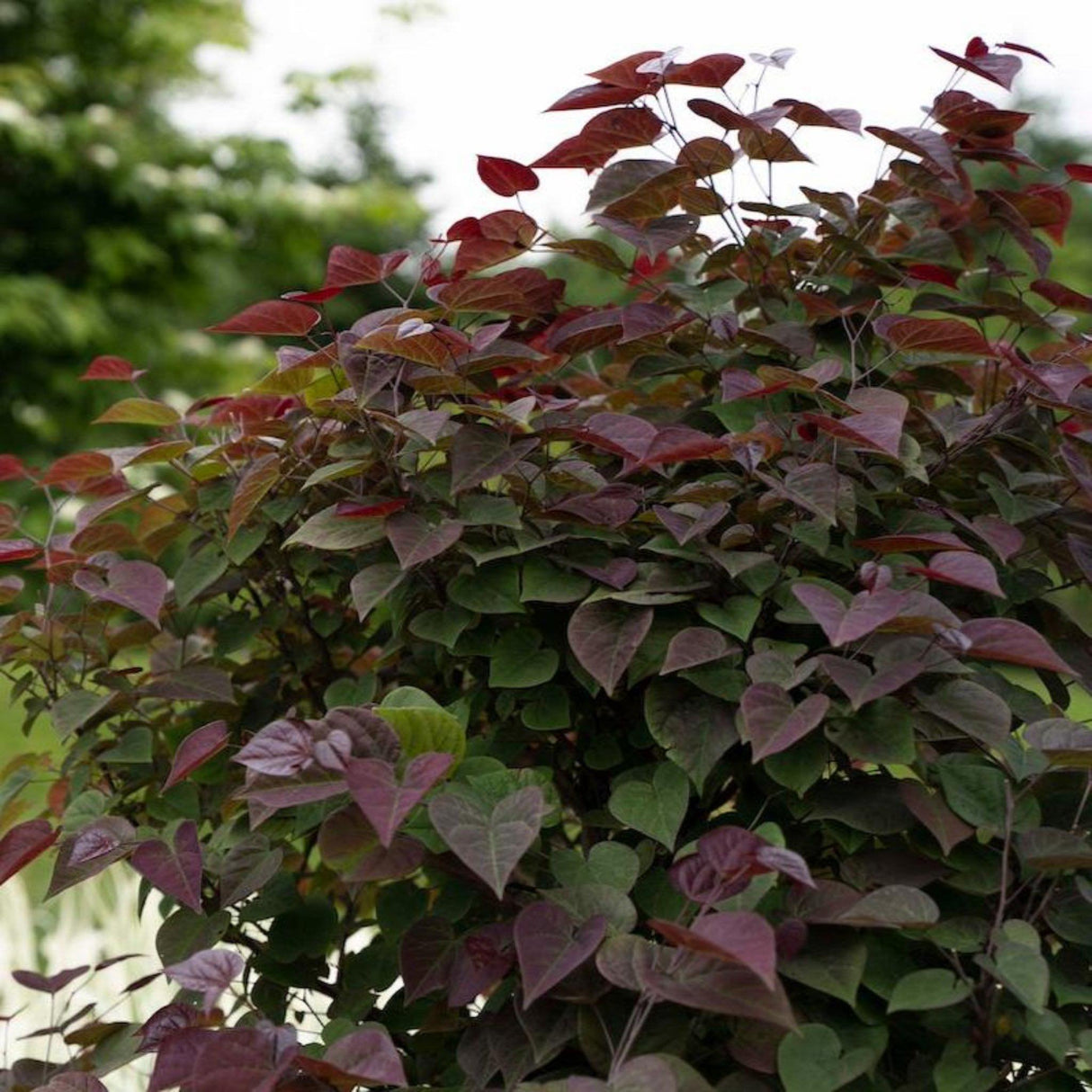 Garden Gems® Amethyst Redbud Bush