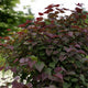 Garden Gems® Amethyst Redbud Bush