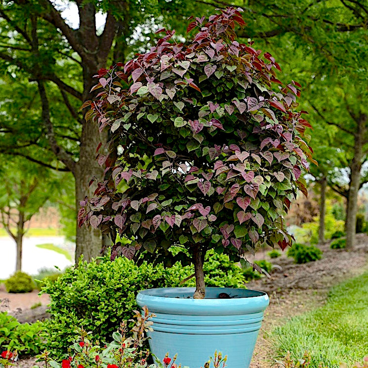 Garden Gems® Amethyst Redbud - NationwidePlants.com  