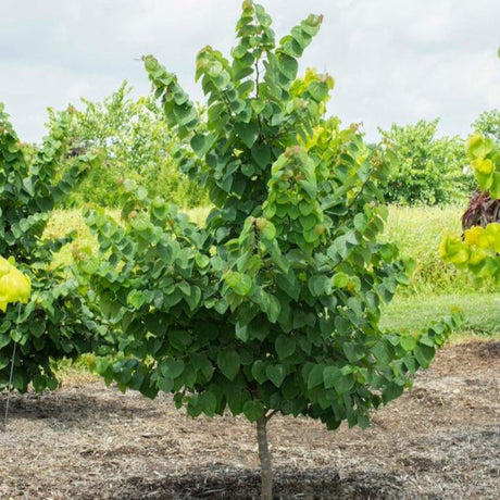 Garden Gems® Emerald Redbud - NationwidePlants.com  