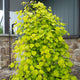 A Golden Falls® Weeping Redbud Tree with cascading branches covered in bright golden-green, heart-shaped leaves, planted near a stone wall and house.
