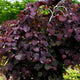 Ruby Falls Redbud Tree with deep purple, heart-shaped leaves and dense cascading foliage.