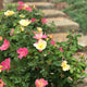 The Champion™ Sunblush Rose bush with a stone walkway behind