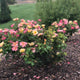 Full view of a Champion Sunblush Rose shrub in a mulch bed.