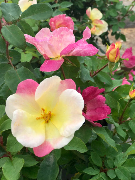 The Champion™ Sunblush Rose - NationwidePlants.com  