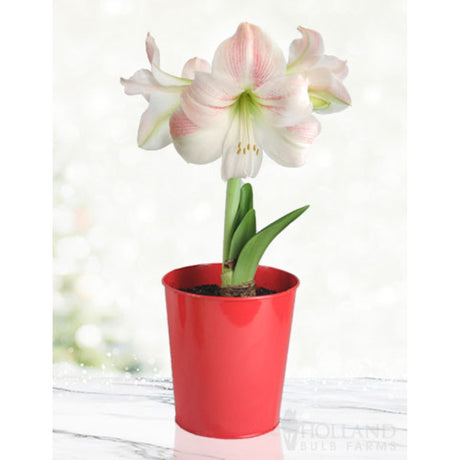 Charming variety of the Amaryllis flower with white petals and blush pink flowing together almost as if the pink was brushed onto the white with water colors. The flower is growing in a small red pot.