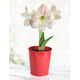 Charming variety of the Amaryllis flower with white petals and blush pink flowing together almost as if the pink was brushed onto the white with water colors. The flower is growing in a small red pot.