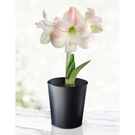 Amaryllis flower with a gentle pink pattern on pink petals with a soft green center, Charming Amaryllis variety, growing in a small black pot.