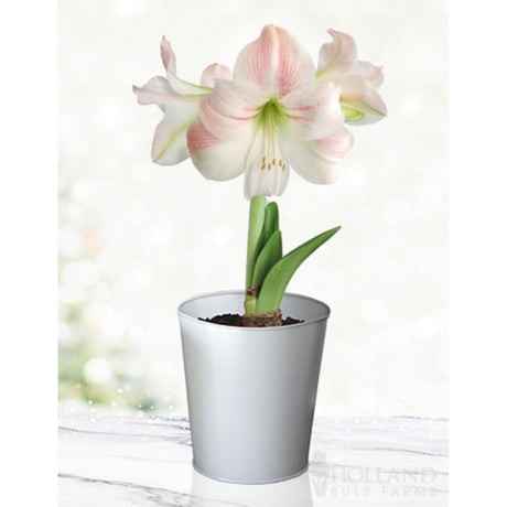 Charming amaryllis flower growing from its bulb kit, a white pot and potting soil showing at the base of the flower.