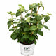 Red Balloon® Viburnum