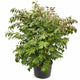 Burning Bush 'Compactus'